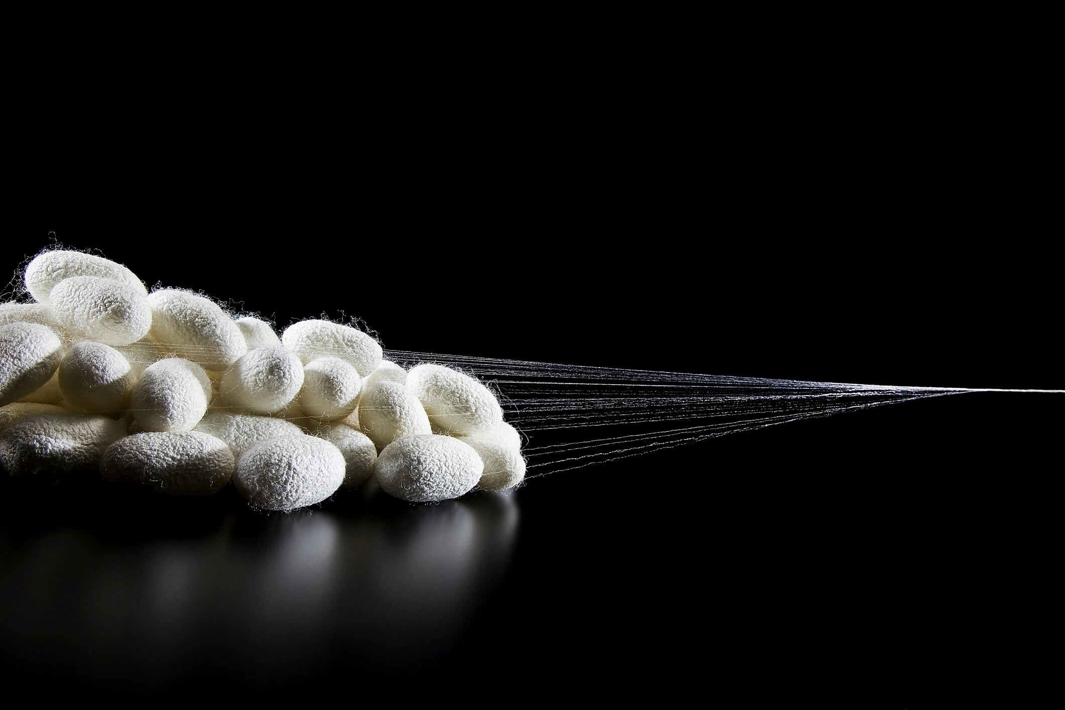 image of silkworm cocoon