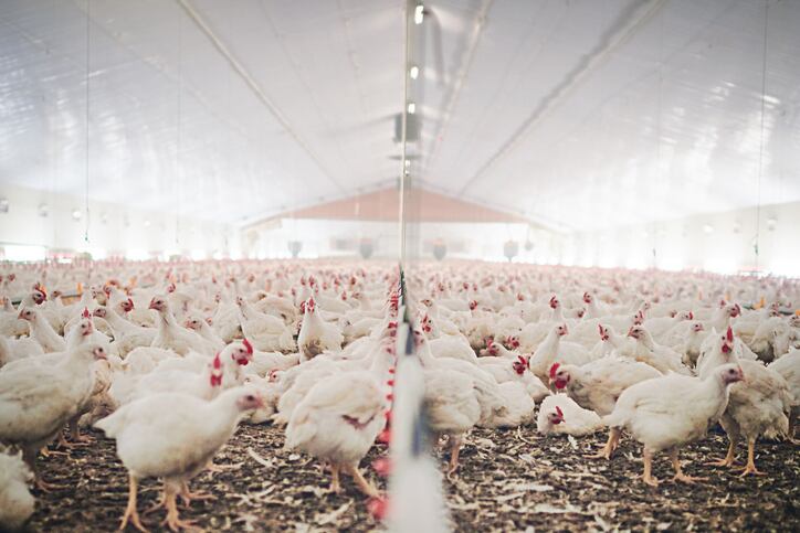 Global poultry demand on the rise but 2022 will see ongoing high feed commodity costs and additive prices