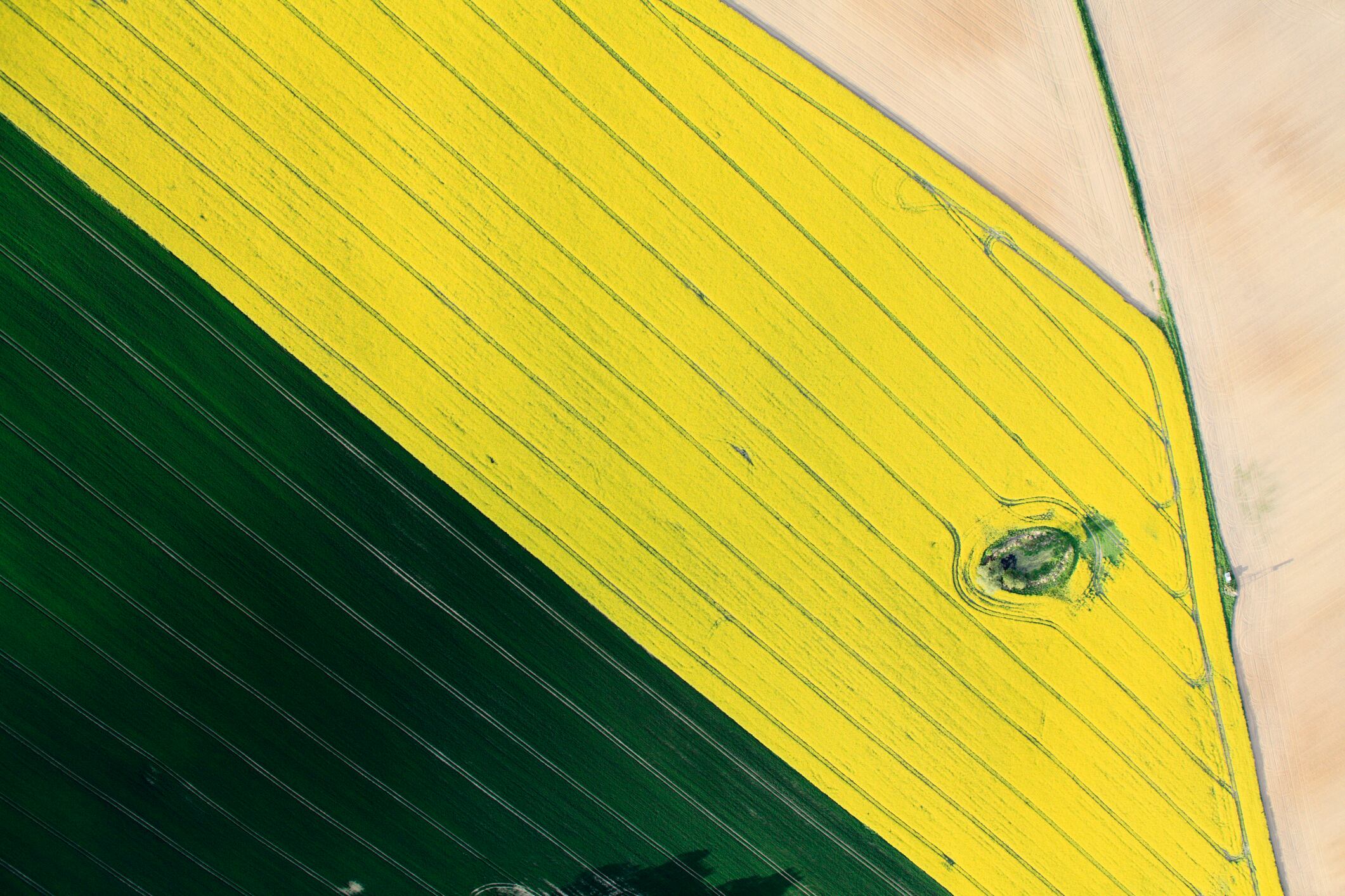 the initiative targets four key crops – rapeseed, wheat, malting barley, and sugar beet – and seeks to restore soil health, enhance biodiversity, and secure long-term farm viability.