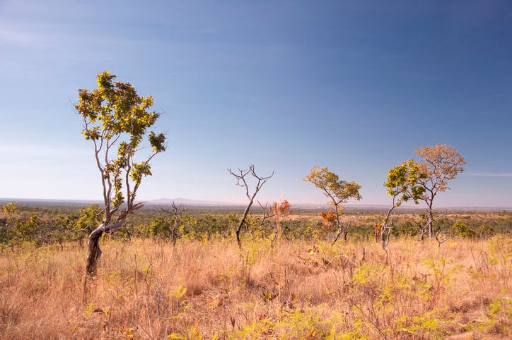 Tesco, Nutreco and Grieg Seafood announce funding for soy farmers in the Cerrado region of Brazil 