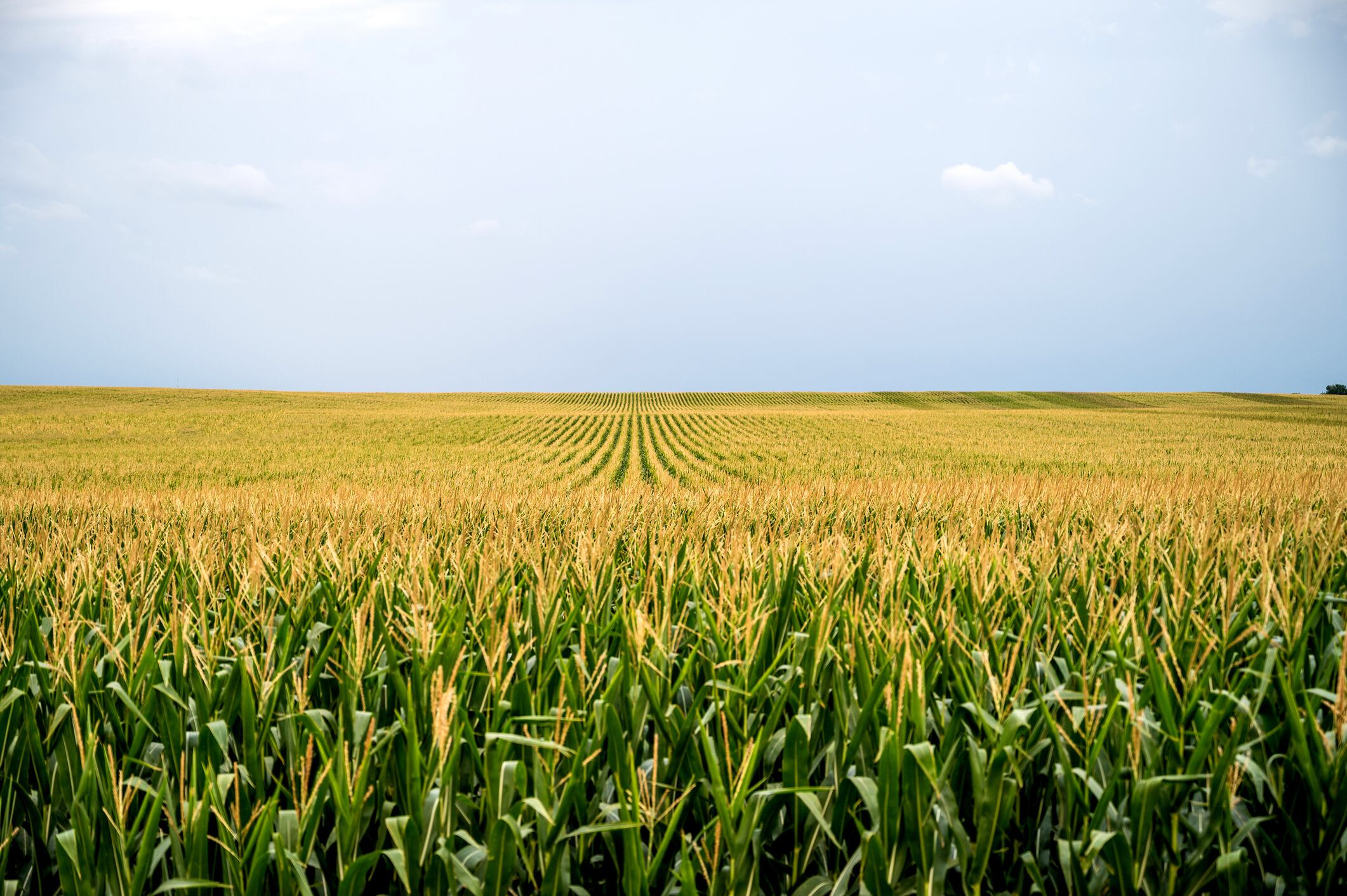 Resurrect Bio raise follows closely on the heels of a joint development agreement with Corteva, announced in March, focused on developing disease resistance traits in corn.