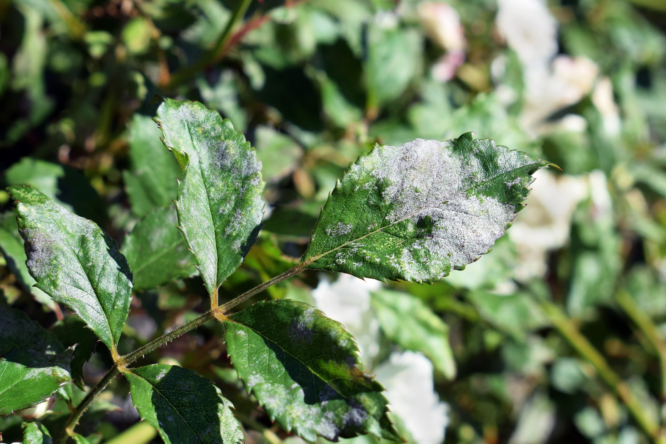 Biotalys has recieved EPA backing for its biofungicide EVOCA, which targets botrytis and powdery mildew in high-value fruit and vegetable crops.