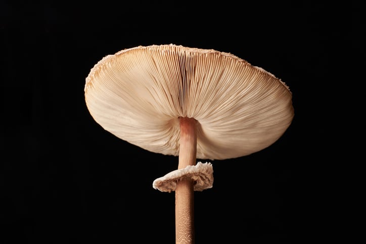 The rising role of mushroom chitin for sustainable production