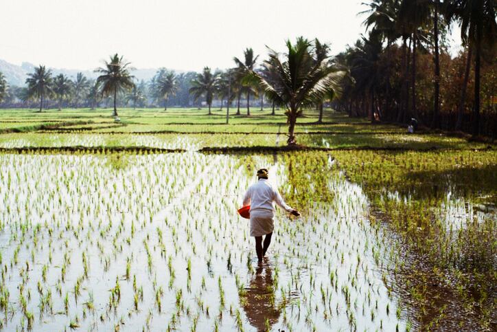 Remote sensing-guided fertilisation could enhance sustainability, rice crop productivity: Spanish study