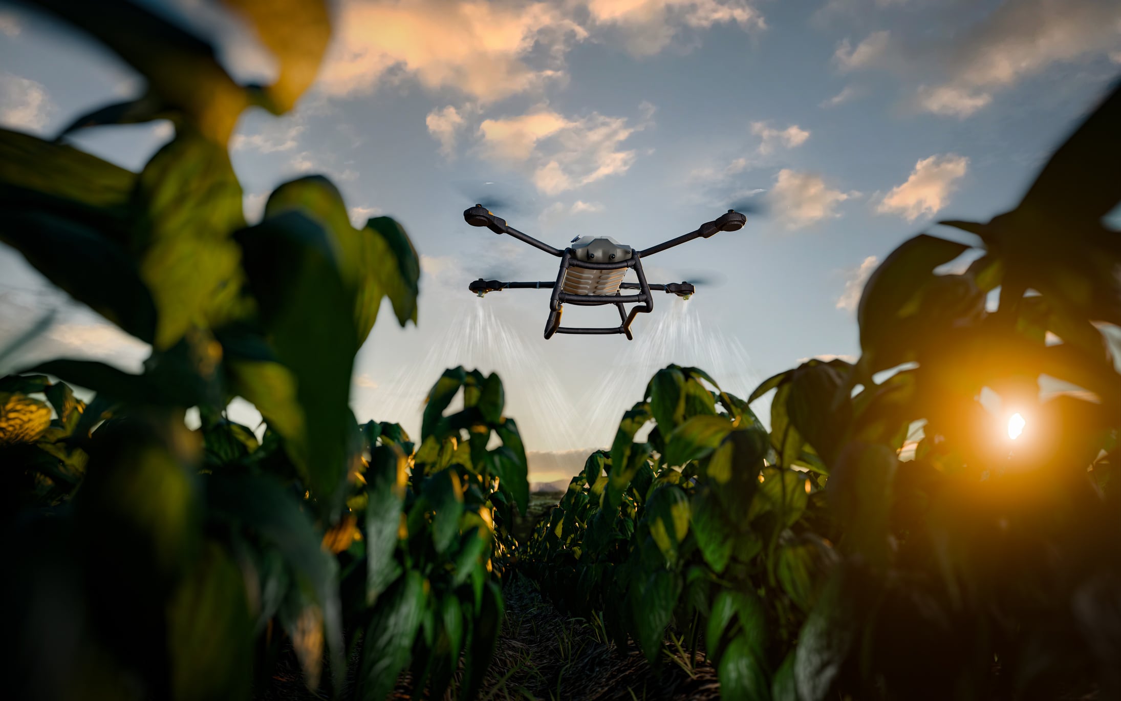 An agricultural drone sprays crops in the early morning sunlight. Advanced technology in farming, automation, and innovation improving productivity in agriculture.