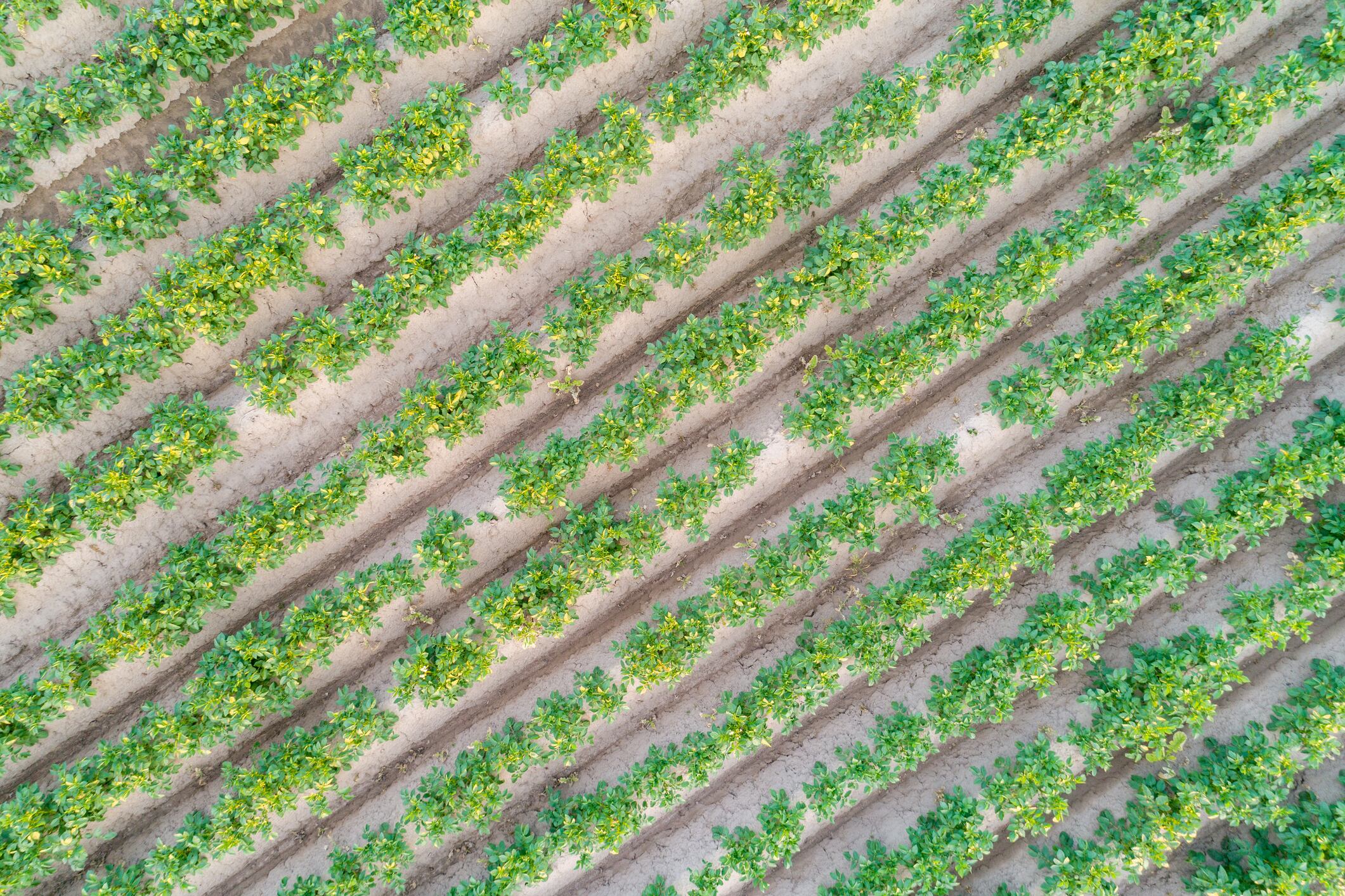 A new Certis Belchim–Elicit Plant biostimulant aims to help potato fields like these withstand drought and other climate‑driven stresses.