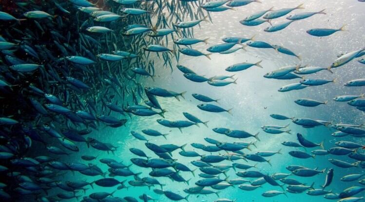 Agriculture and over-fishing cited as two key reasons for decline in world’s migratory species – landmark UN report