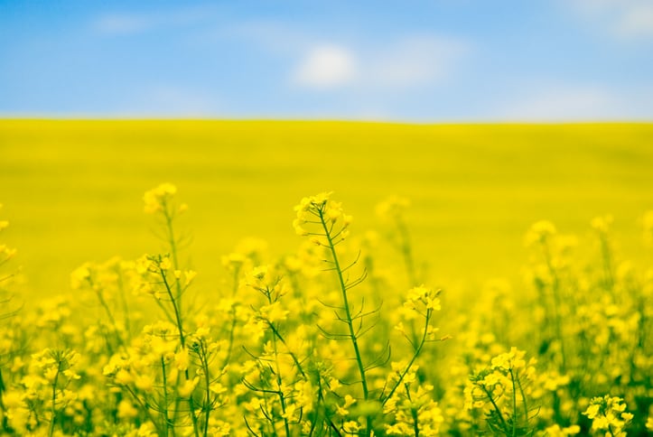 Botaneco: 'Our technology unlocks new value for canola and aquaculture'