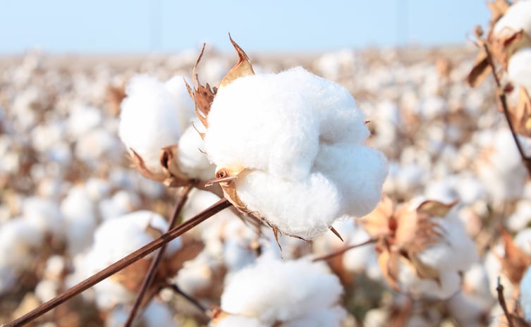 Olam Agri launches global regenerative agriculture programme to offer traceable and sustainably grown cotton