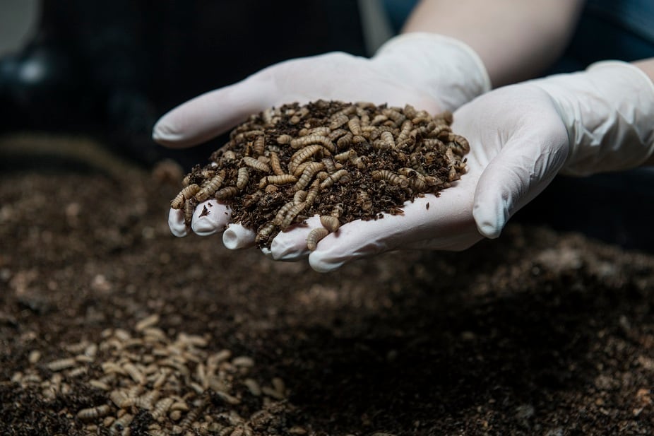 BSF-larvae-livin-farms.jpg