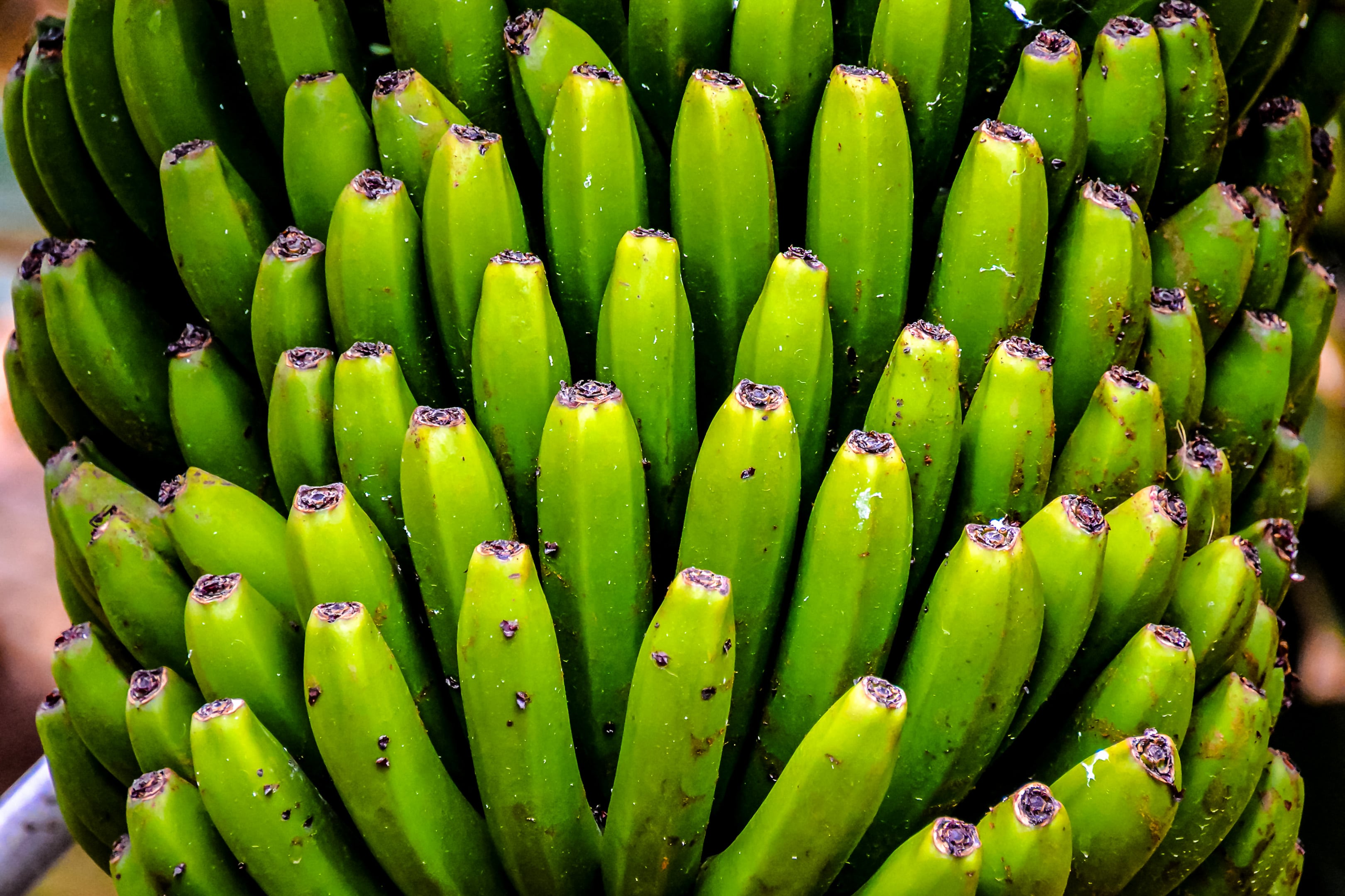 Gene‑edited bananas are emerging as a flagship example of investor‑backed innovation in climate‑resilient crops.