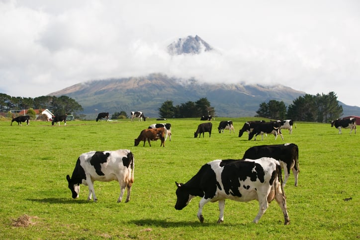 Rumin8 secures provisional approval in NZ for methane-reducing feed additive