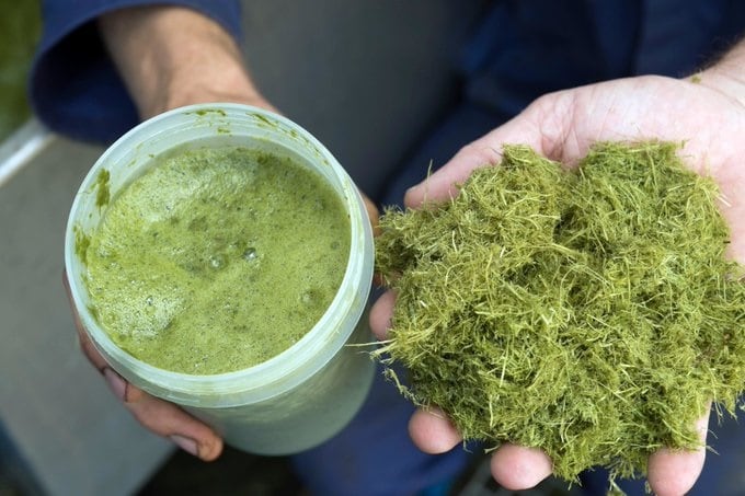 Feed protein from grass: Do green biorefineries have a future in Ireland? 
