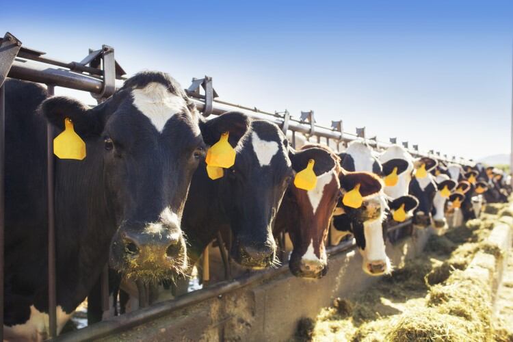 FDA approves Bovaer for use in US dairy cattle