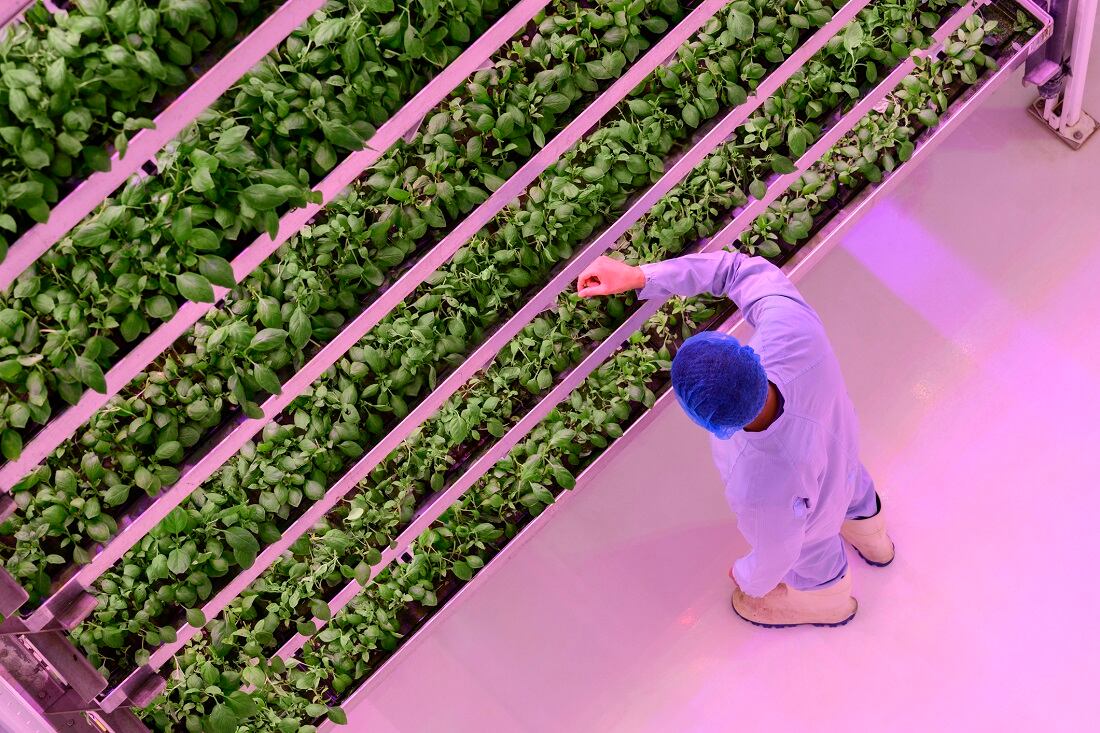 South Korea eyes Middle East as key  market for agtech exports 