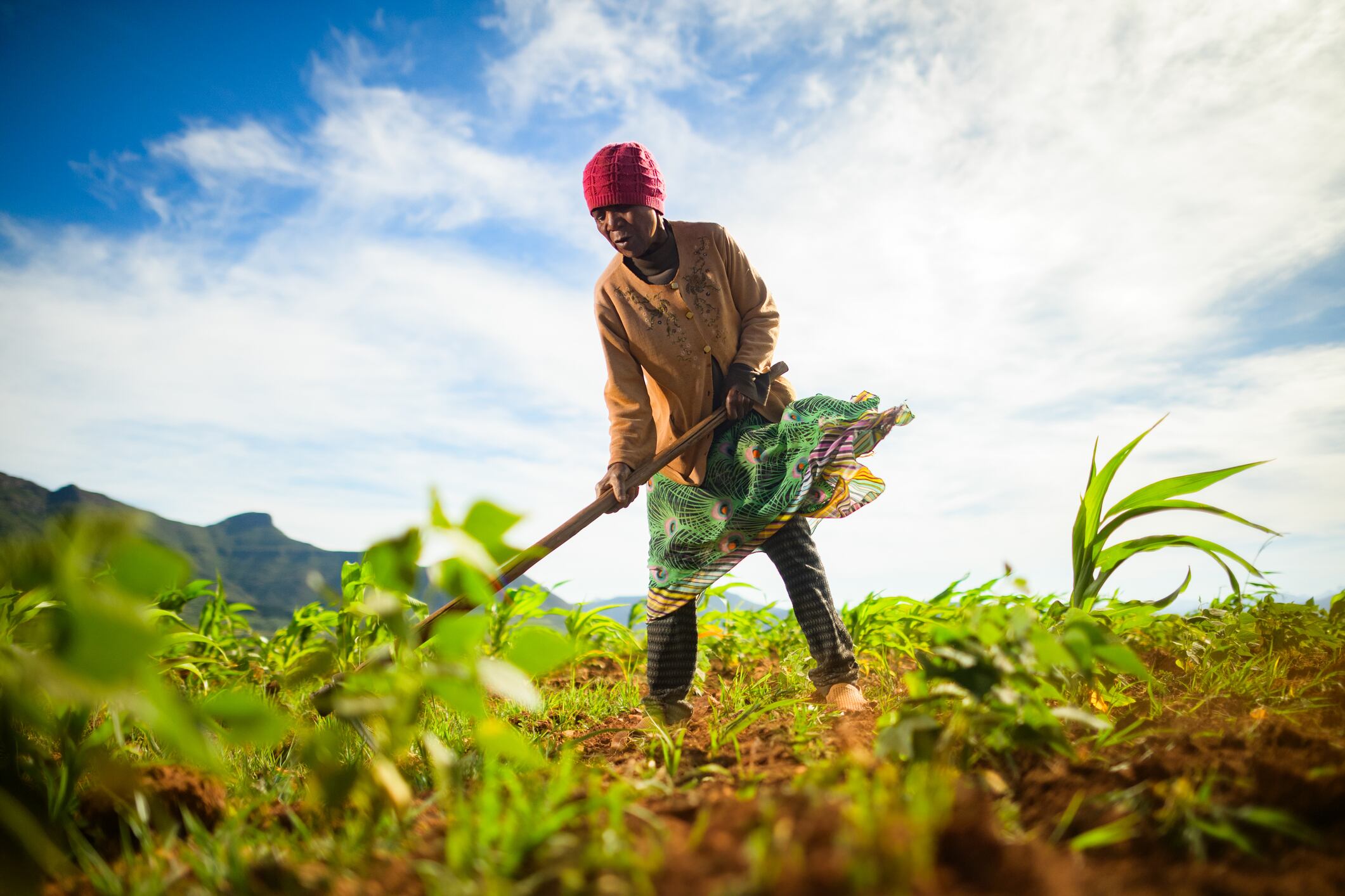 Heritable recently secured a $5 million grant from the Bill & Melinda Gates Foundation to advance climate‑resilient crops for smallholder farmers across Africa and other low‑ and middle‑income regions.