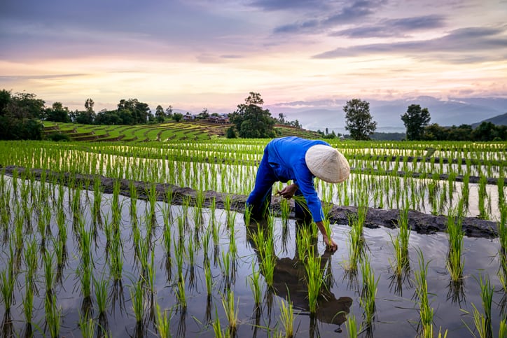 Ensuring sustainable development in ASEAN agriculture: New blueprint unveiled