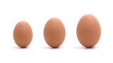 Feeding impacts shell quality, bird quality