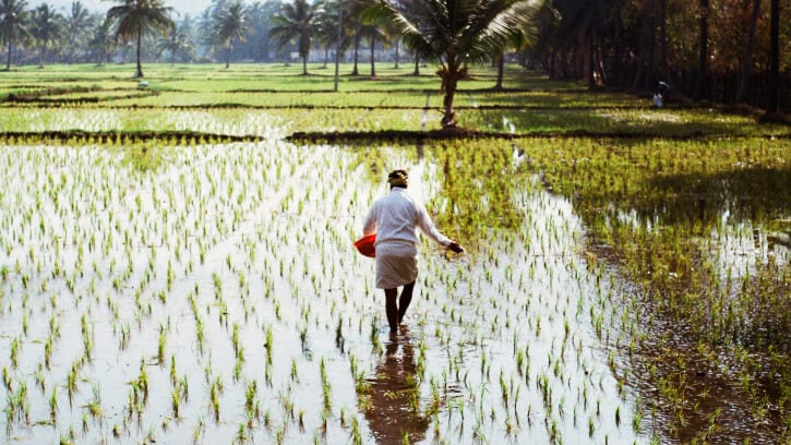 Agtech start-up BharatRohan introduces water-conserving tech to rice-growing smallholder farmers in India 