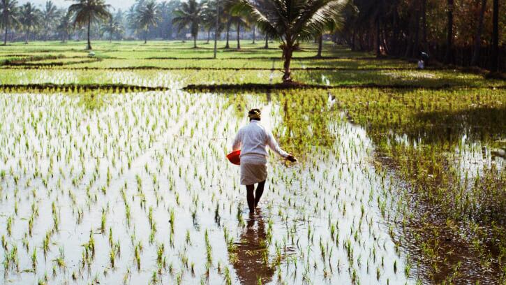 Agtech start-up BharatRohan introduces water-conserving tech to rice-growing smallholder farmers in India
