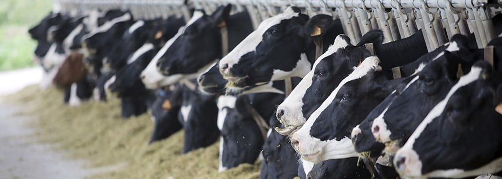 Improving-ruminant-proteins-efficiency-with-plant-bioactive-molecules.jpg