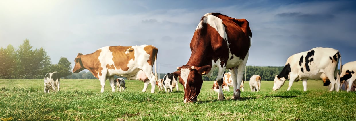 cows eating in field