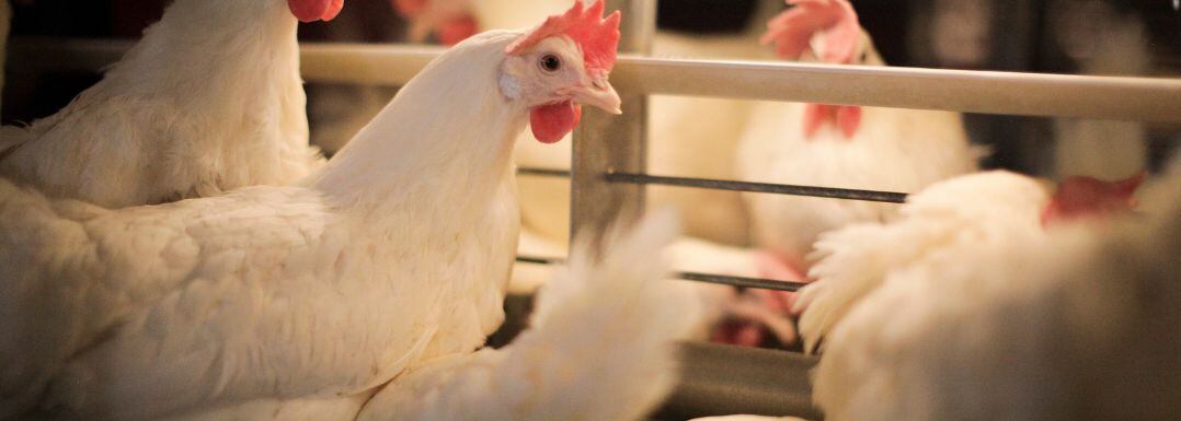 Improving-production-efficiency-and-egg-quality-for-sustainability.jpg