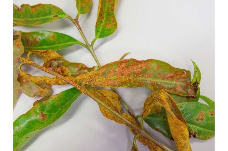 Leaves-infected-with-myrtle-rust-Credit-Megan-Pope-University-of-Queensland.jpg