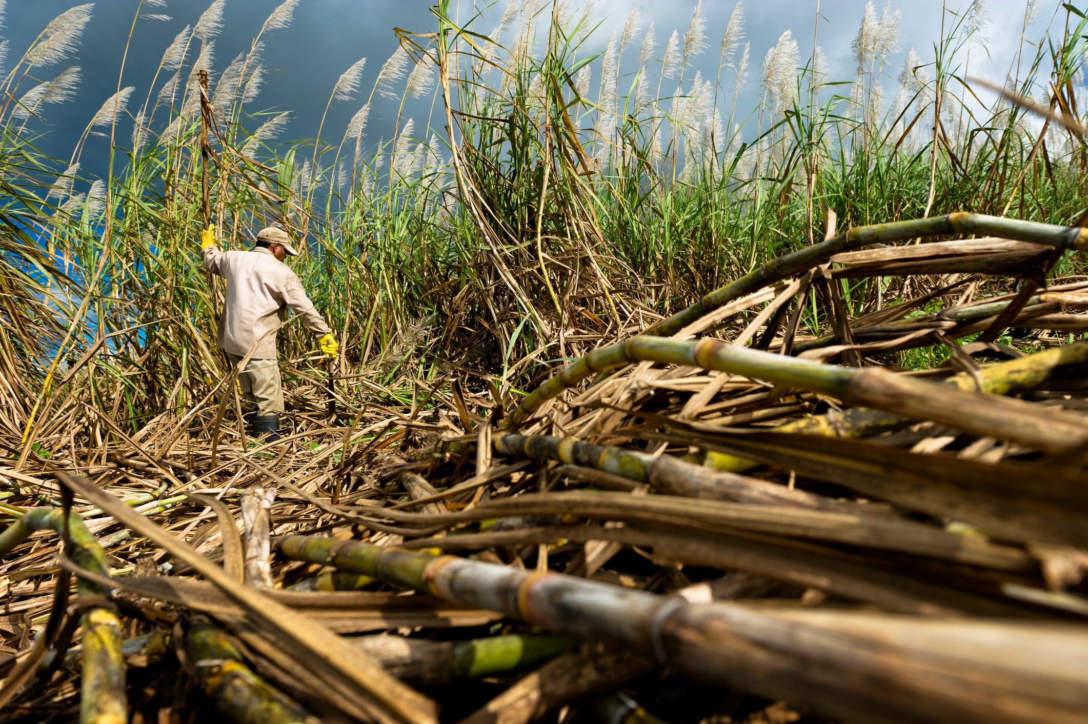 How can sugar cane get ahead of difficulties? Image: a sugar cane farmer tending his crop