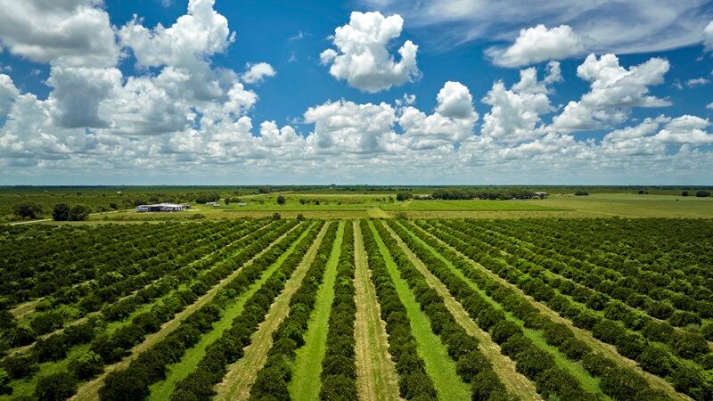 An orange field in Florida