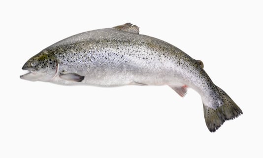 salmon.jpg