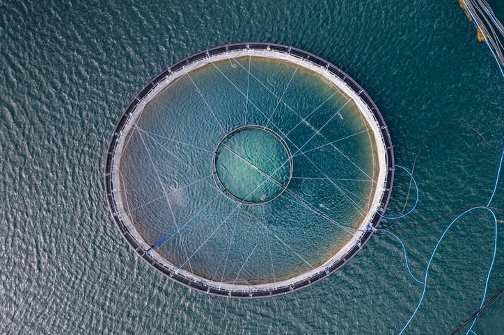 Disease management in aquaculture: ‘It is about tipping the balance in favor of the animal’