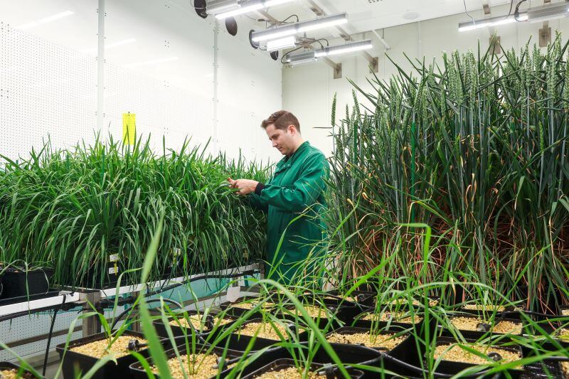 Ross Hendron, co-founder and CEO of Wild Bioscience inspecting precision-bred wheat at Milton Park, Oxfordshire, which is producing seeds for field trials this year.