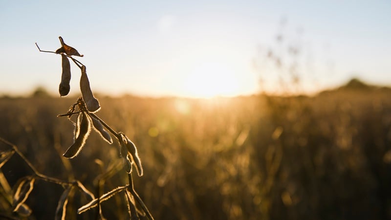 Soybean field