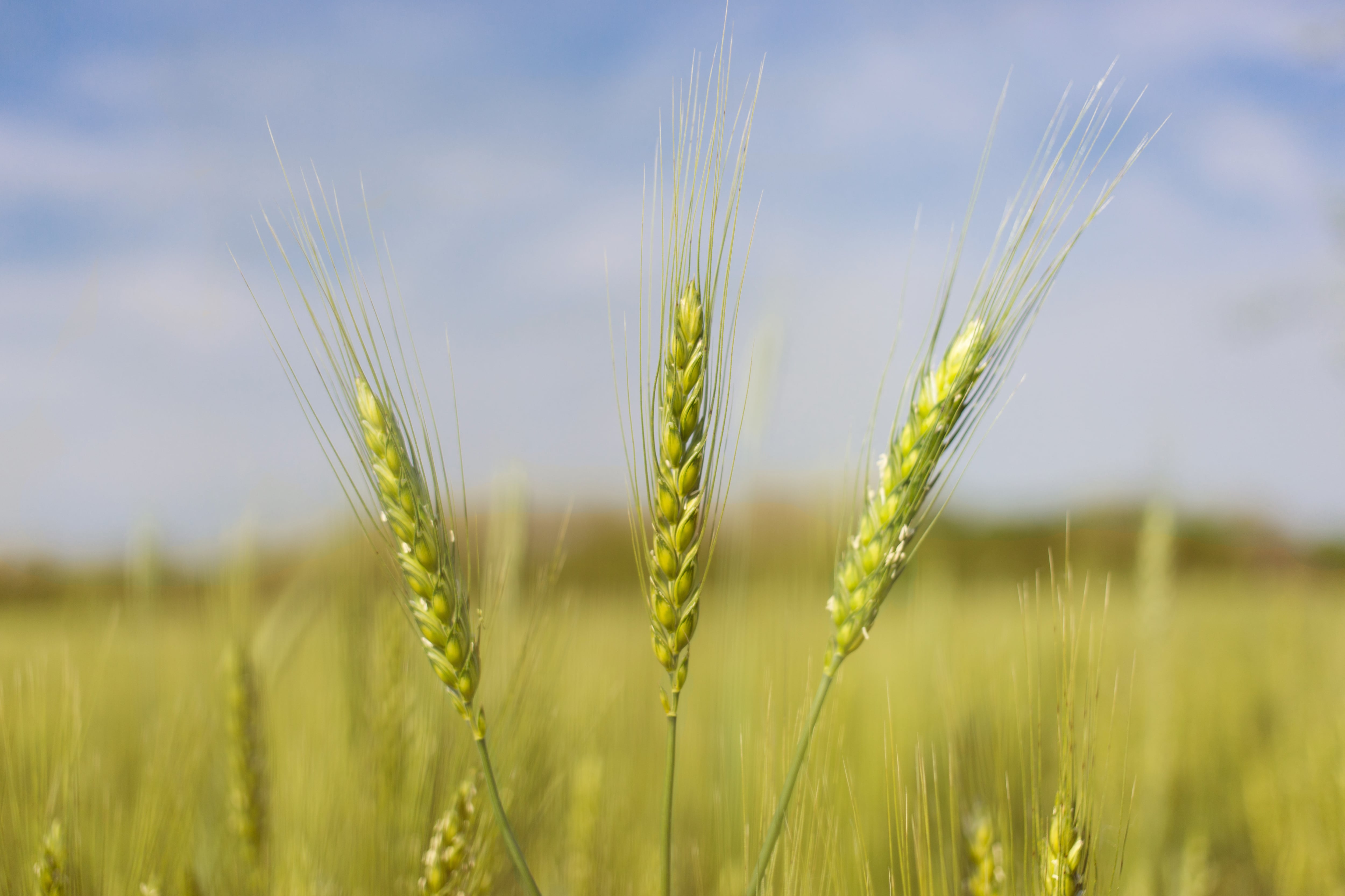 Optimised blend: Two-year study finds combining organic and chemical fertilisers boosts soil health and crop yields