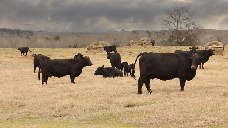 USDA, DOI sign agreement to help American ranchers better access grazing lands