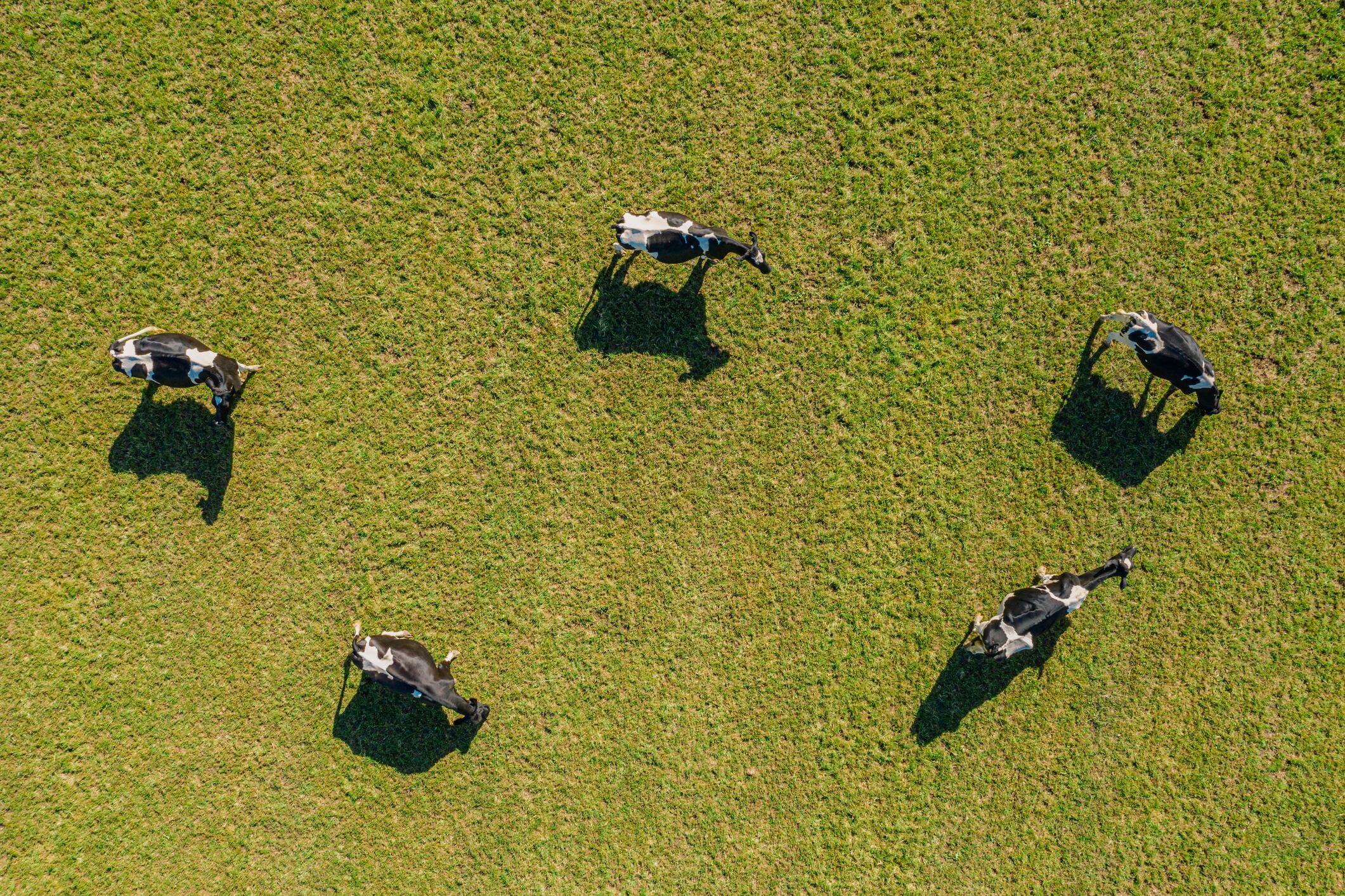 The current spotlight on climate change risks causing negative consequences for animal welfare, according to government advisers.