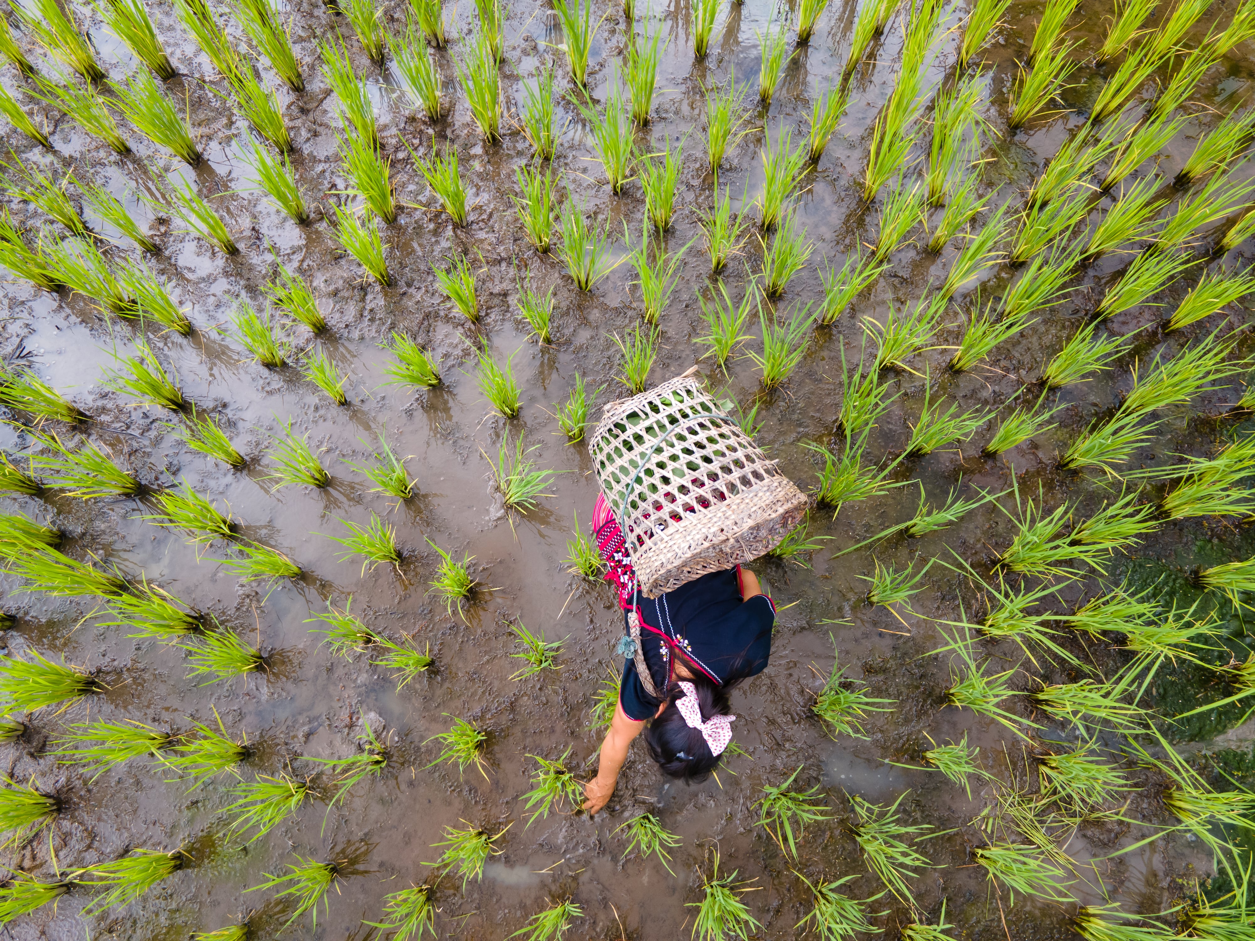 Bayer announces new insurance for 10 million smallholders