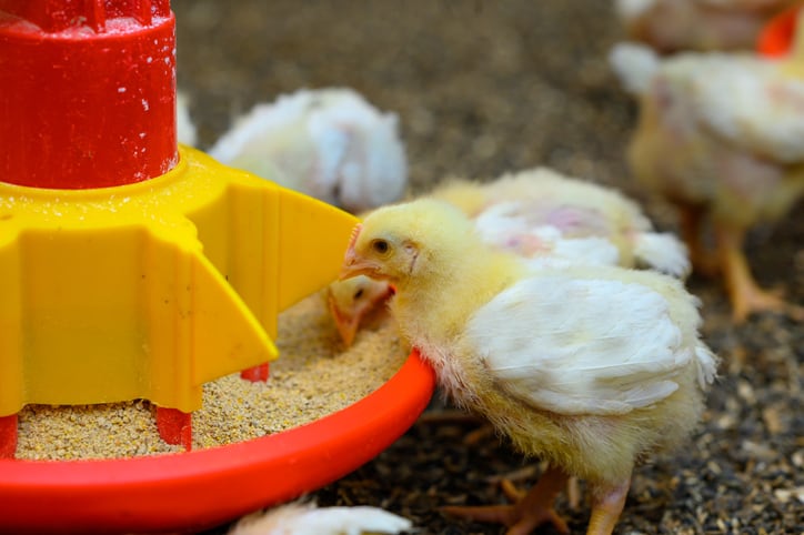 Dutch and German feed compounders now including PAPs in poultry feed 