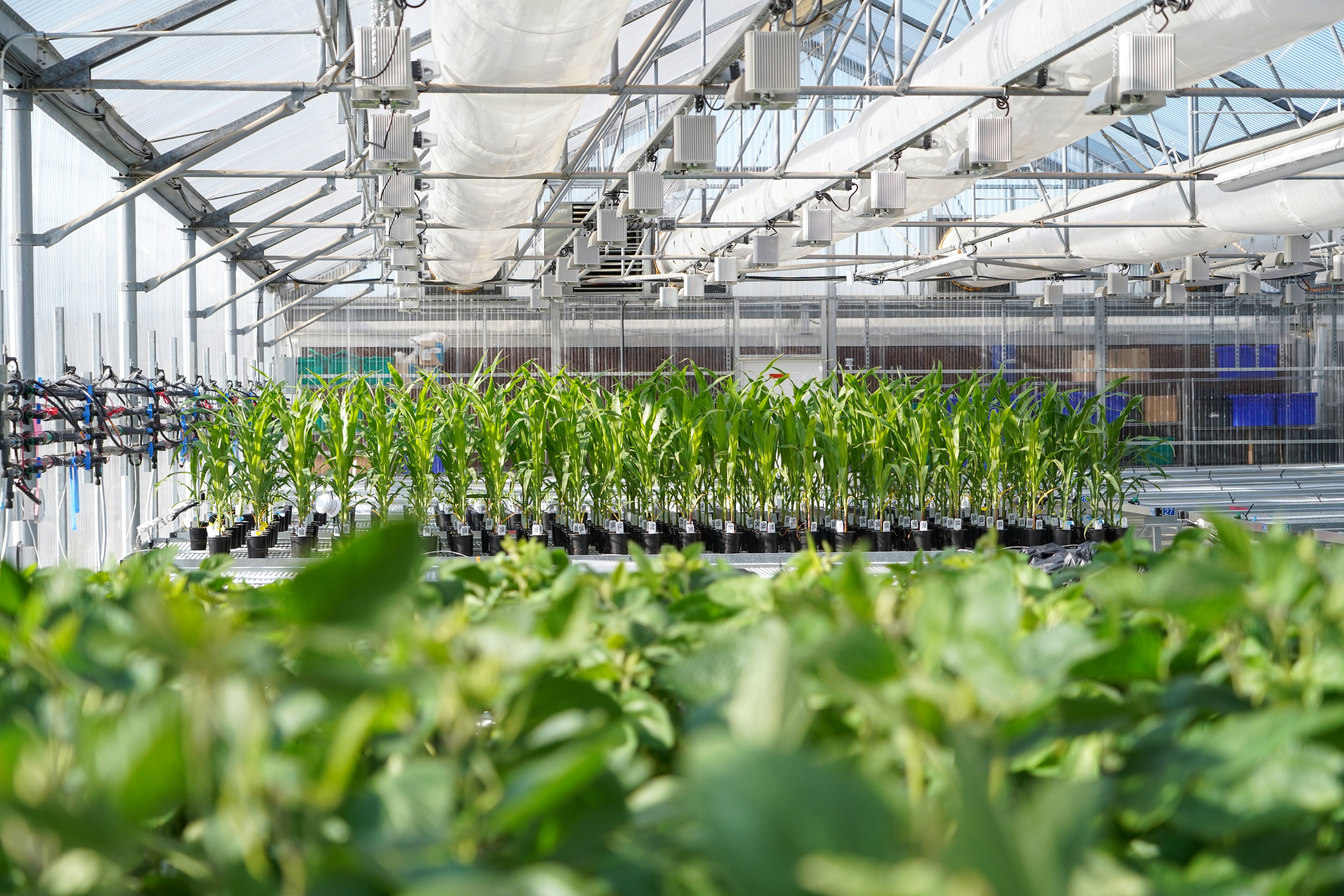 Building on the legacy of Joyn Bio, the collaboration leverages Ginkgo’s AI-driven cell programming platform to overcome key bottlenecks in biologicals – offering field-ready solutions with improved efficacy, stability, and cost-efficiency.