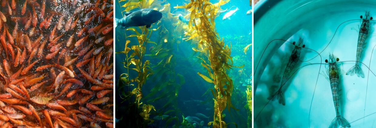 Different types of fish