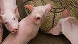 Zero zinc oxide: holistic approaches to manage piglet gut health challenges