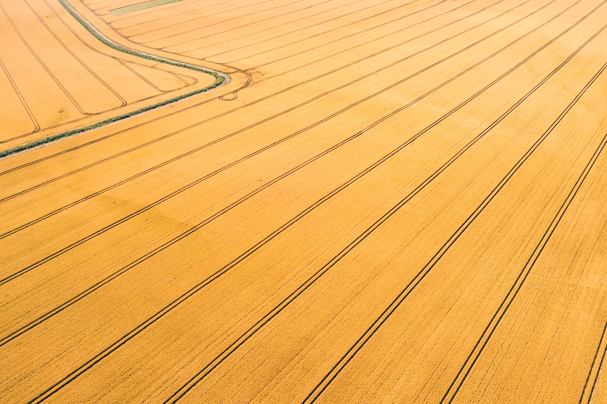 Gene‑edited wheat developed at Rothamsted Research could help food producers meet tightening acrylamide regulations while maintaining crop performance.