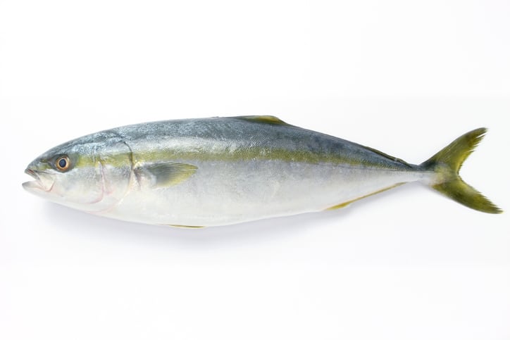 Calysta-Use-of-novel-protein-meal-in-yellowtail-diets-does-not-hinder-growth-performance.jpg