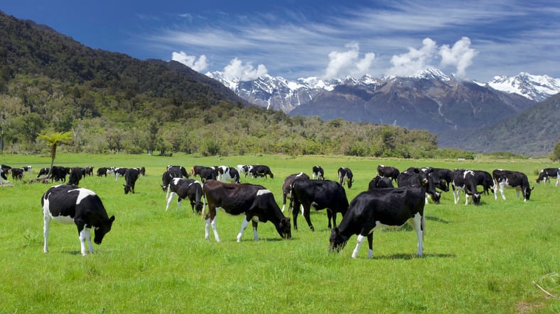 Fonterra joins forces with DSM to lower methane emissions in pasture-based cattle farming 