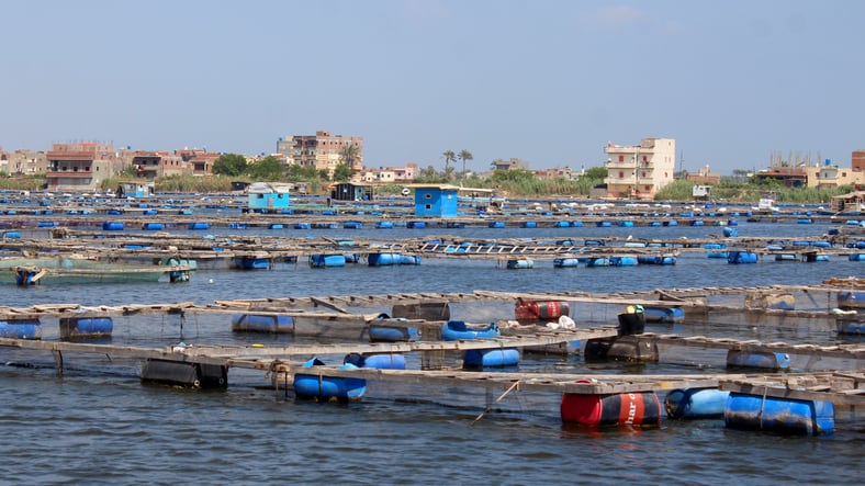 Egypt-sees-investment-expansion-in-aqua-feed-production.jpg
