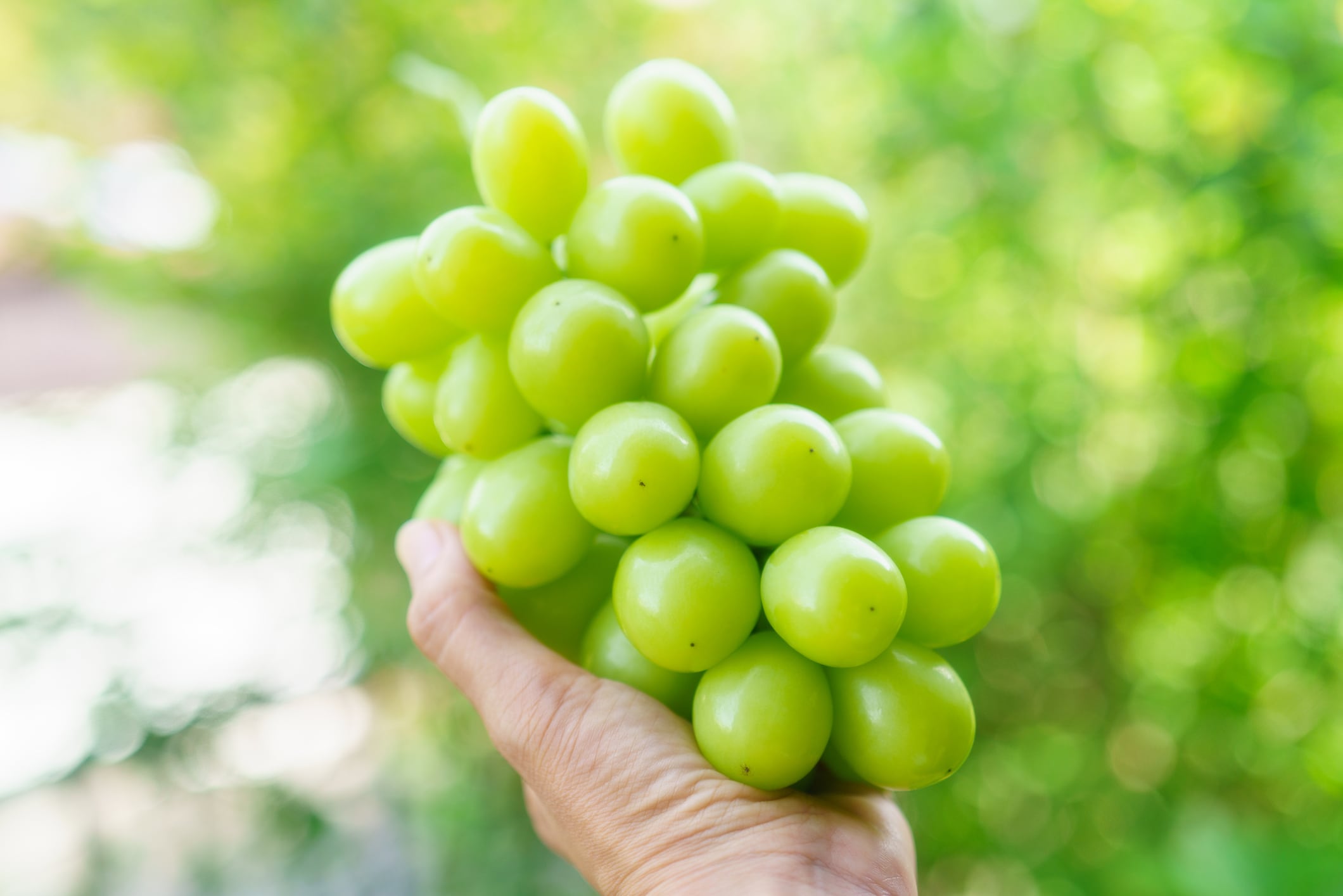Grapes of wrath: Japan agri minister pushes for Shine Muscat exports amid overseas licensing backlash