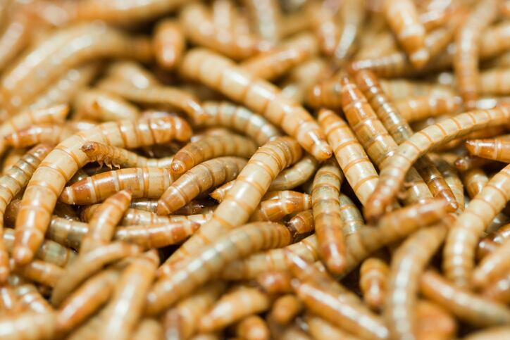US mealworm producer prioritizing sustainable energy and zero-waste practices at its new facility 