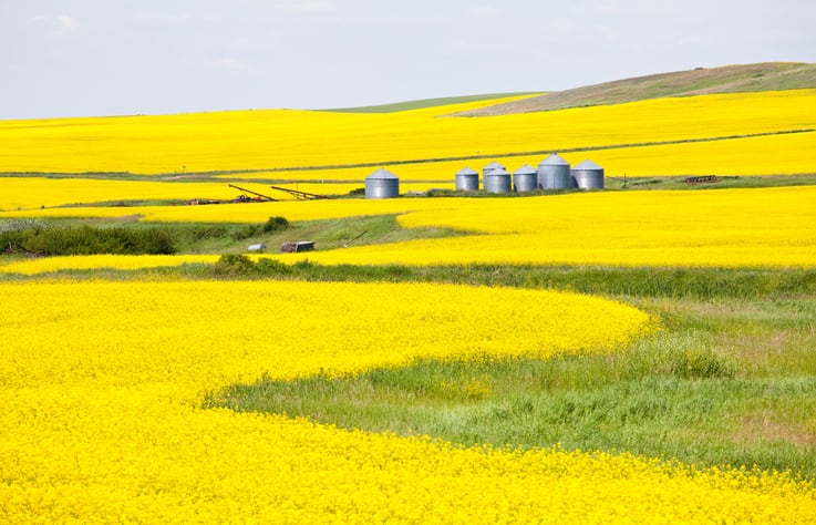 LDC set to double its canola crush capacity at Canadian facility