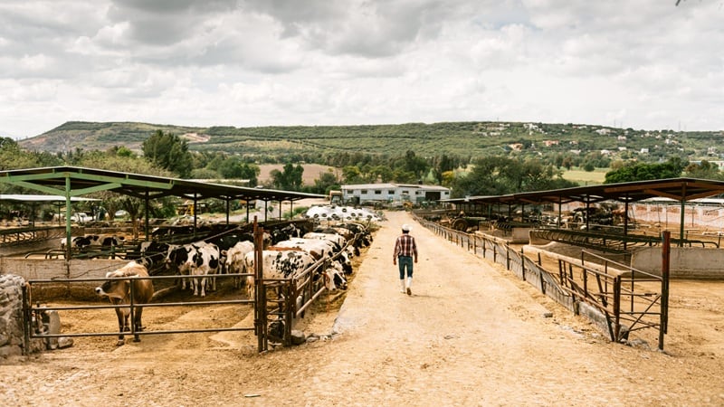 Mexico is trying to contain the spread of the New World Screwworm.